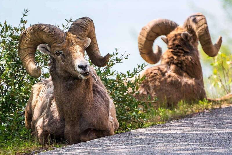 Jasper National Park: Evening or Morning Wildlife Watch Tour - Is $63 good value?