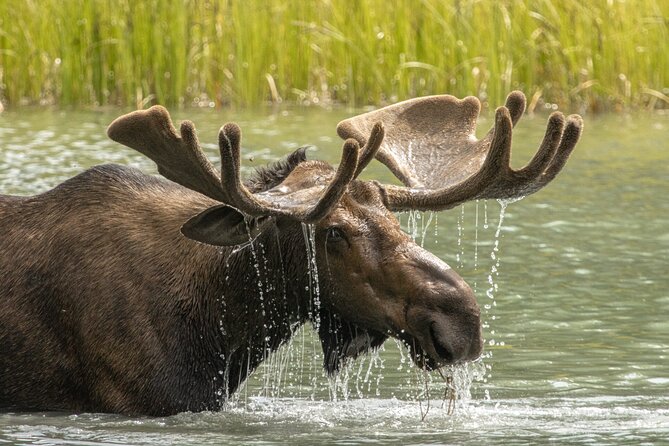 Jasper National Park Tour Maligne Valley, Medicine Lake with Walk - Maligne Lake and the Mary Schaffer Loop