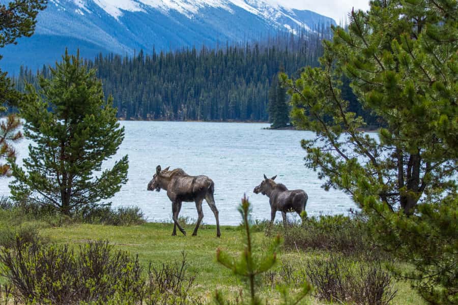 Jasper: Wildlife and Sightseeing Tour with Lakeshore Hike - Key points to know before booking