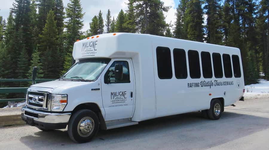 Jasper: Wildlife and Sightseeing Tour with Lakeshore Hike - What this Jasper wildlife tour is really like