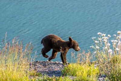 Wildlife and Sightseeing Tour with Lakeshore Hike