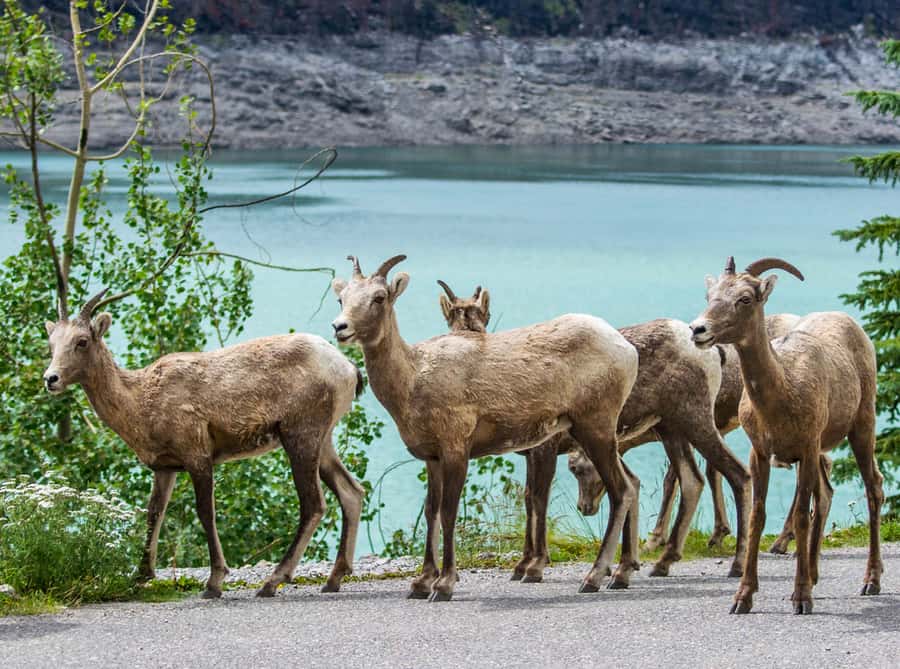 Jasper: Wildlife and Sightseeing Tour with Lakeshore Hike - Maligne Lake: the main walk