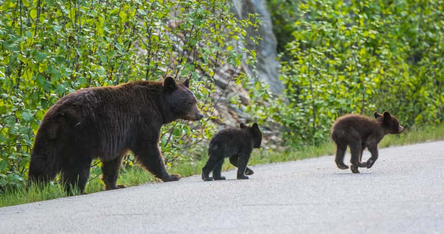 Jasper: Wildlife and Sightseeing Tour with Lakeshore Hike - What the wildfire closure changes