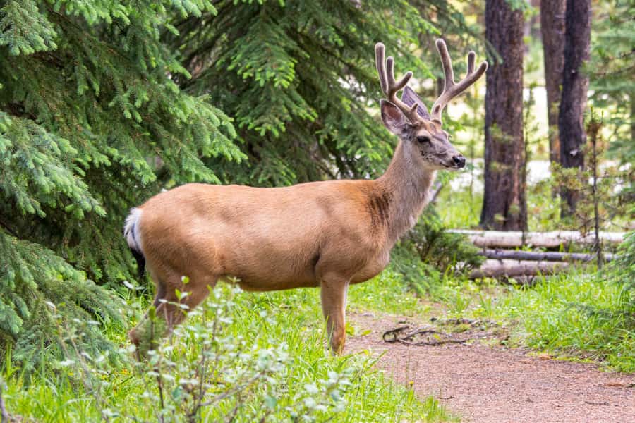 Jasper: Wildlife and Sightseeing Tour with Lakeshore Hike - The guides are a major part of the value