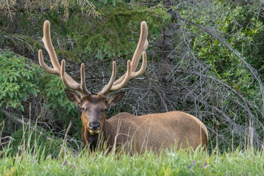 Jasper: Wildlife and Sightseeing Tour with Lakeshore Hike - Is $79 good value?