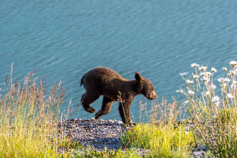 Jasper: Wildlife and Sightseeing Tour with Lakeshore Hike - The drive into Maligne Valley