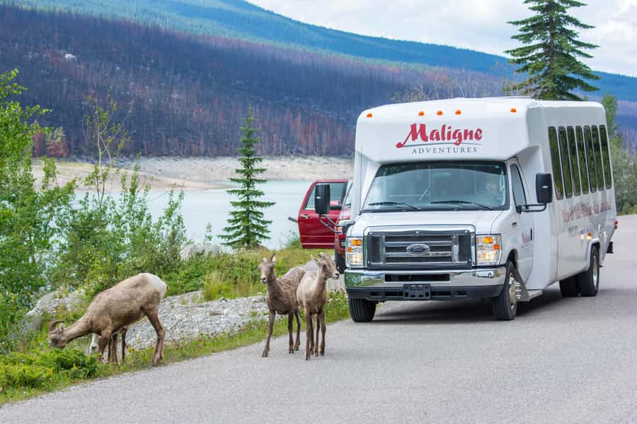 Jasper: Wildlife and Sightseeing Tour with Maligne Cruise - The wildlife search along Maligne Road