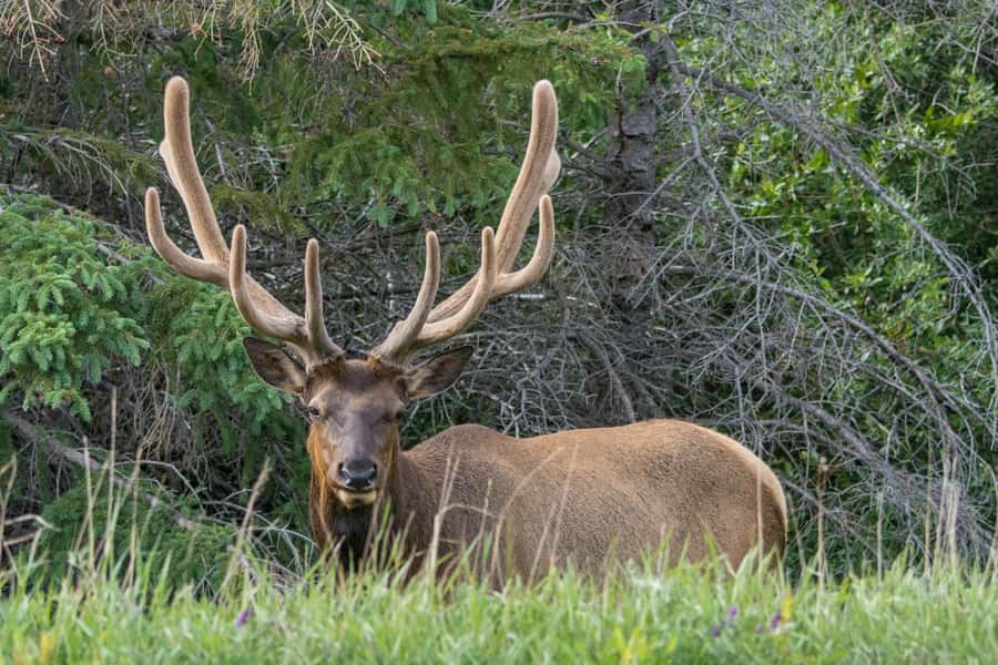 Jasper: Wildlife and Sightseeing Tour with Maligne Cruise - The 90-minute Maligne Lake cruise to Spirit Island