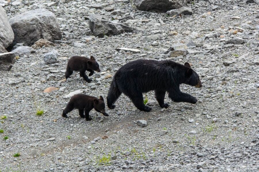 Jasper: Wildlife and Sightseeing Tour with Maligne Cruise - What the guides add to the experience