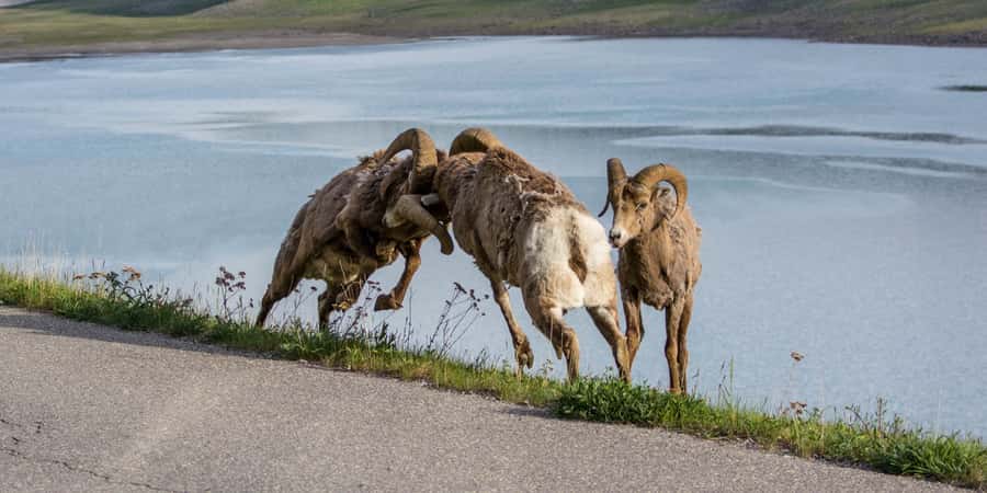 Jasper: Wildlife and Sightseeing Tour with Maligne Cruise - Is $171 a fair price?