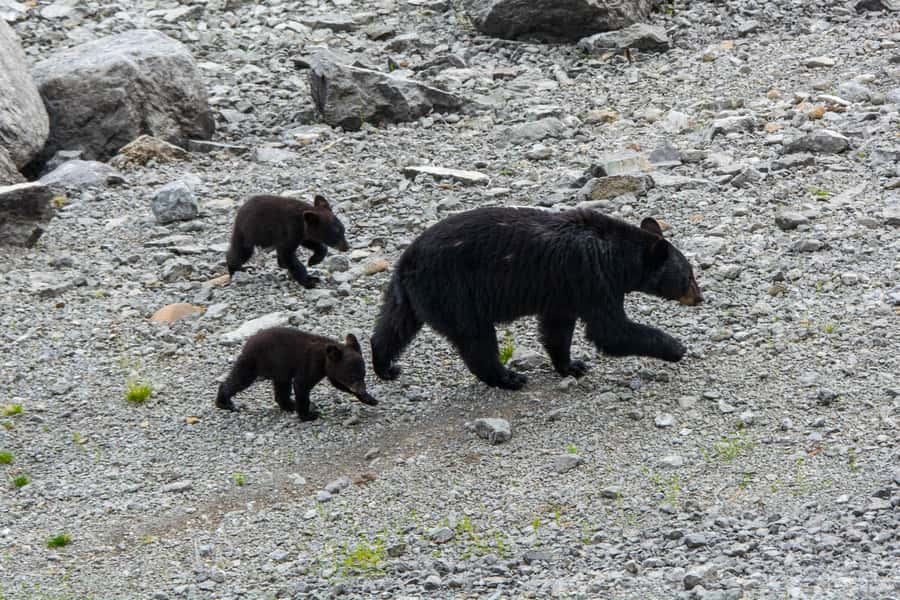 Jasper: Wildlife and Sightseeing Tour with Maligne Cruise - Pickup details that can save you a missed departure