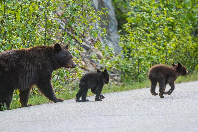 Jasper Wildlife and Sightseeing Tour with Maligne Lake Hike - Starting in Jasper and Riding Into the Valley
