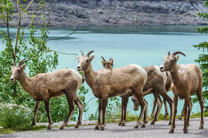 Jasper Wildlife and Sightseeing Tour with Maligne Lake Hike - Booking Details and Cancellation Flexibility