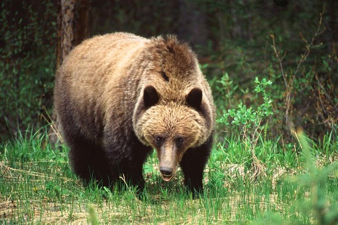 Jasper Wildlife & Sightseeing Tour with Maligne Lake Cruise - Pace, lunch, and physical effort