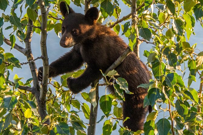 Jasper Wildlife & Sightseeing Tour with Maligne Lake Cruise - Is $176.84 a fair price?