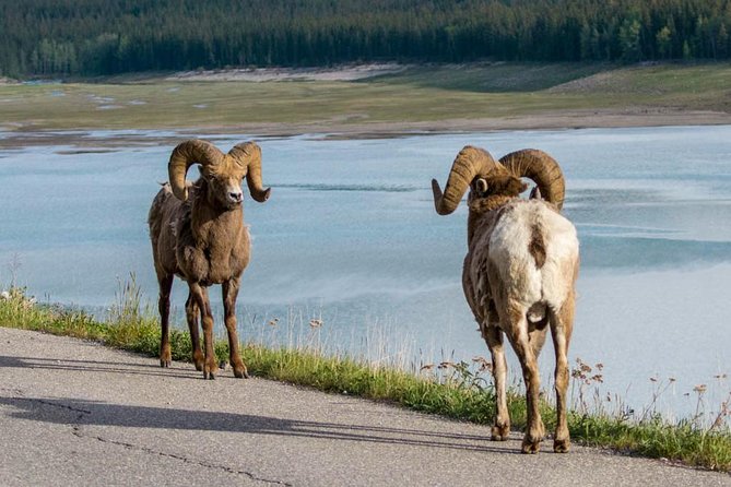 Jasper Wildlife & Sightseeing Tour with Maligne Lake Cruise - Pickup details that can save you a scramble