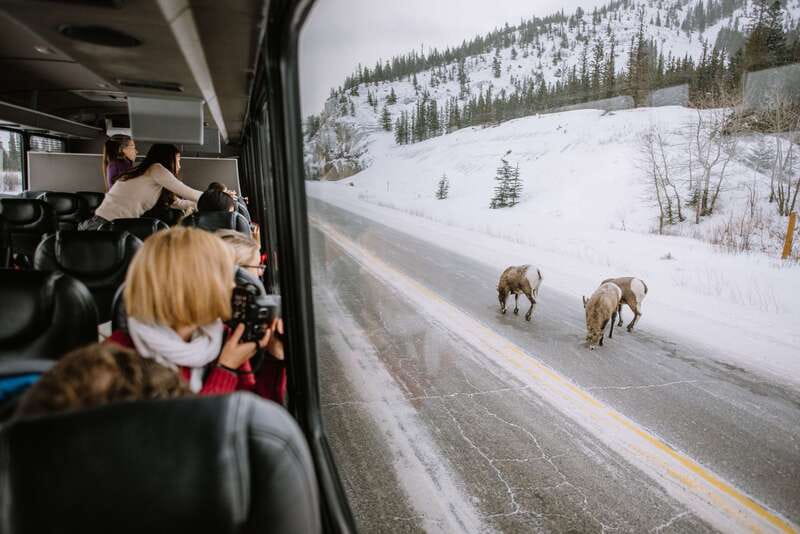 Jasper: Winter Wildlife Bus Tour in Jasper National Park - What makes this Jasper wildlife tour worth considering