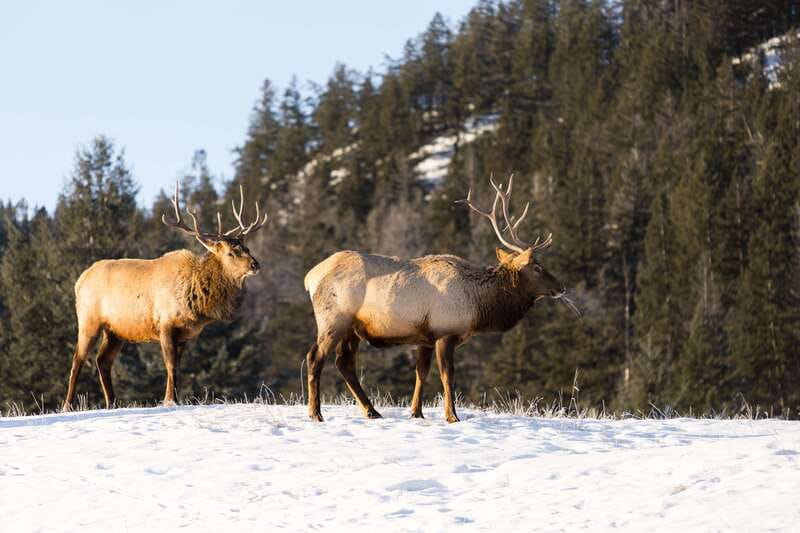 Jasper: Winter Wildlife Bus Tour in Jasper National Park - A warm start from your Jasper hotel