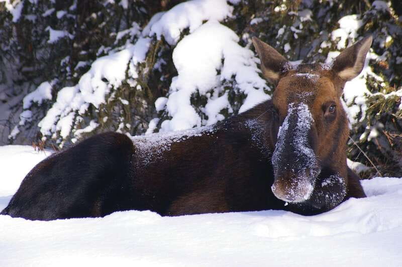 Jasper: Winter Wildlife Bus Tour in Jasper National Park - The Athabasca Valley and its winter wildlife