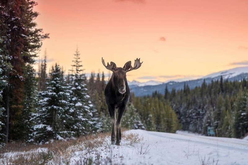 Jasper: Winter Wildlife Bus Tour in Jasper National Park - Why the guide matters more than the bus
