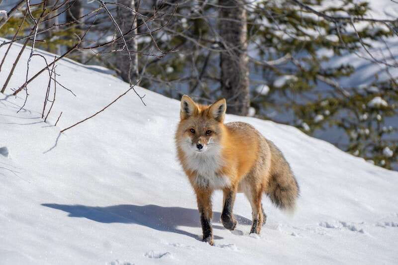 Jasper: Winter Wildlife Bus Tour in Jasper National Park - Scenic stops, photos, and minimal walking