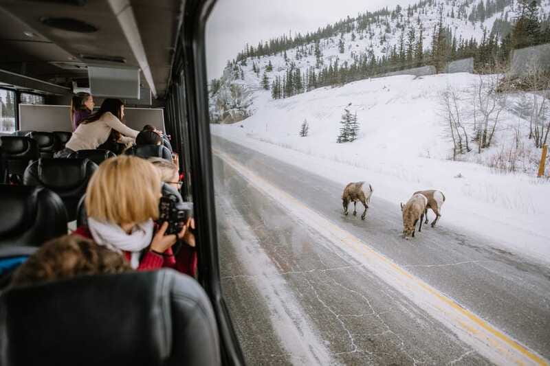 Jasper: Winter Wildlife Bus Tour in Jasper National Park - The wildlife guarantee you should not expect