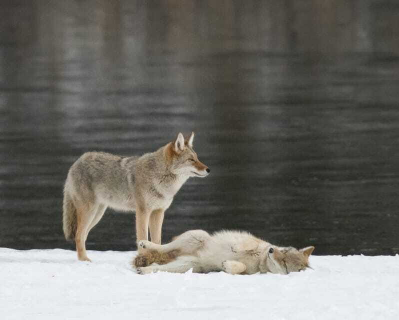 Jasper: Winter Wildlife Bus Tour in Jasper National Park - Who should book this outing?