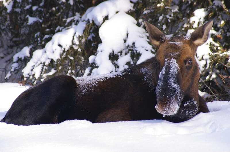Jasper: Winter Wildlife Bus Tour in Jasper National Park - Should you book the Jasper winter wildlife bus tour?