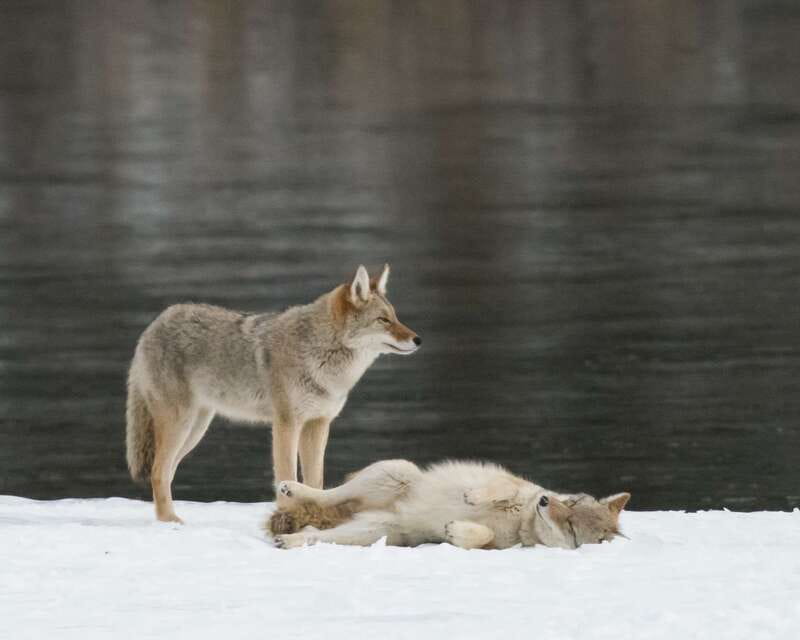 Jasper: Winter Wildlife Bus Tour in Jasper National Park - Following winter roads through Jasper National Park