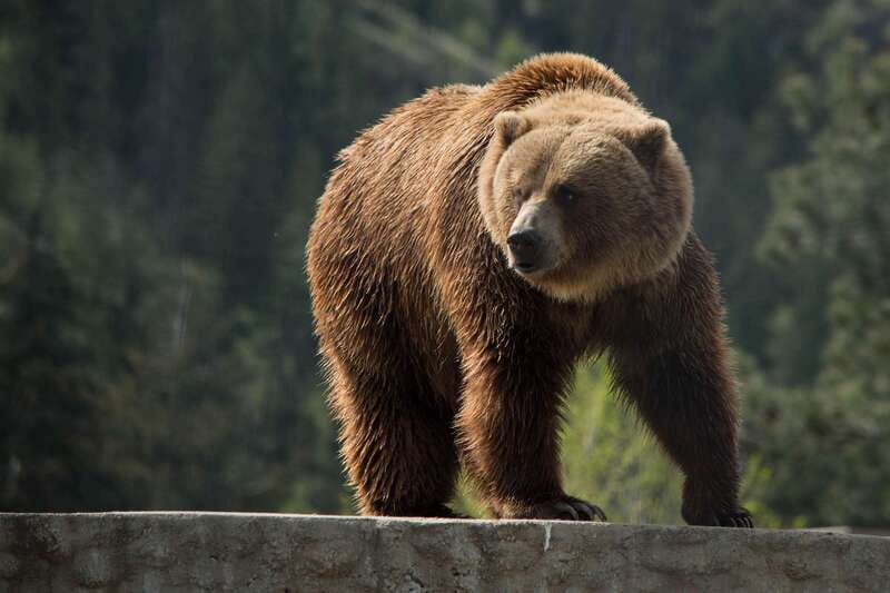 Kamloops: BC Wildlife Park Entry Ticket - Key points to know before you go