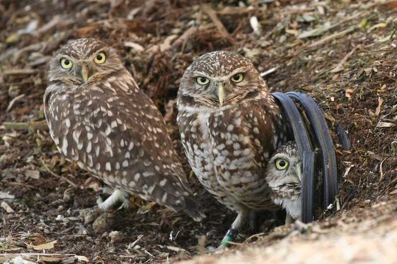 Kamloops: BC Wildlife Park Entry Ticket - Playground, spray park, and family breaks