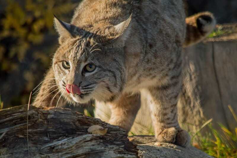 Kamloops: BC Wildlife Park Entry Ticket - The Wildlife Express Mini Train and animal encounters