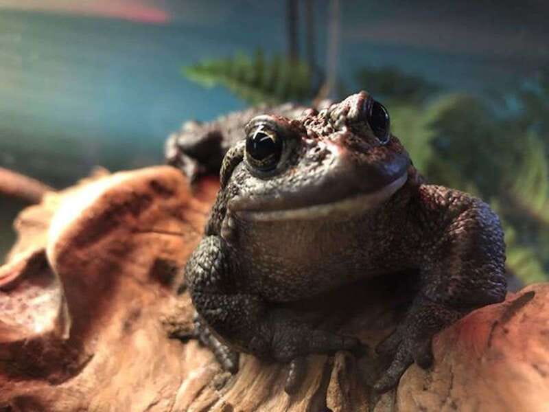 Kamloops: BC Wildlife Park Entry Ticket - How much value do you get for $14?