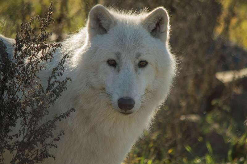 Kamloops: BC Wildlife Park Entry Ticket - The bear enclosures and feeding-time advantage