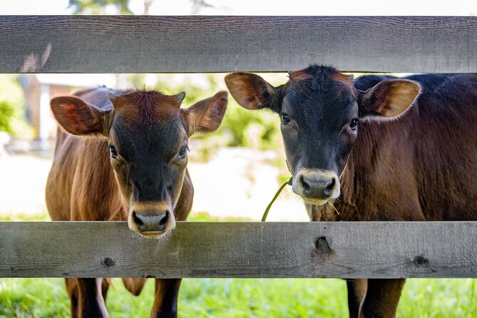 Kings Landing Admission Ticket - Farm animals and simple activities keep children interested