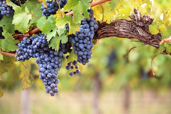 Lake Country Half Day Guided Wine Tour With 4 Wineries - What the $118.98 price really covers