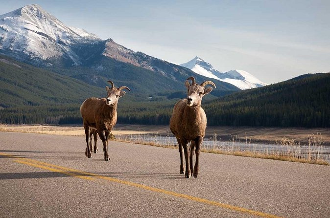 Lake Louise Moraine Lake Icefield Parkway Full Day Private Tour - Bow Lake offers a quick mountain pause
