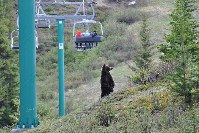 Lake Louise Summer Gondola Experience - Inside the Wildlife Interpretive Centre