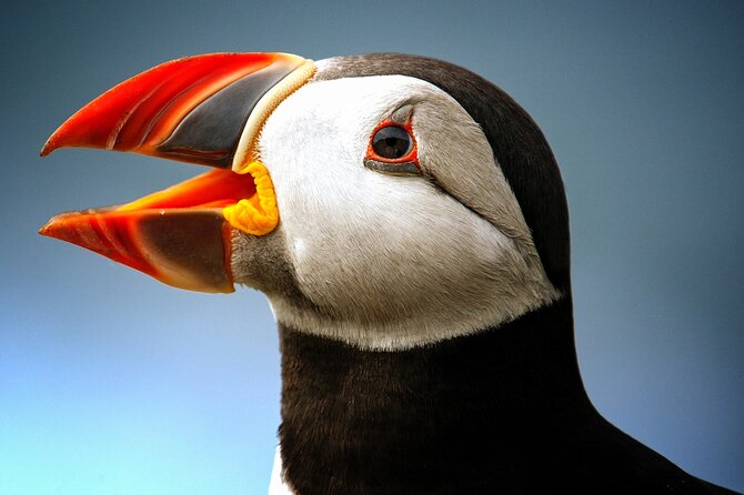 Late Season Puffin & Scenic Coastal Cruise - Key points at a glance