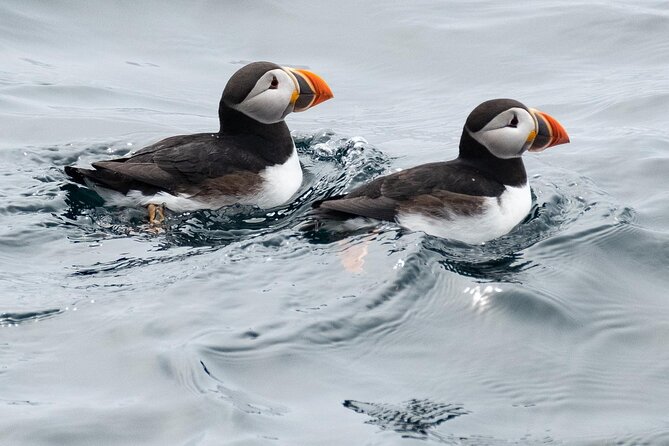 Late Season Puffin & Scenic Coastal Cruise - Commentary, songs, and a very Newfoundland touch