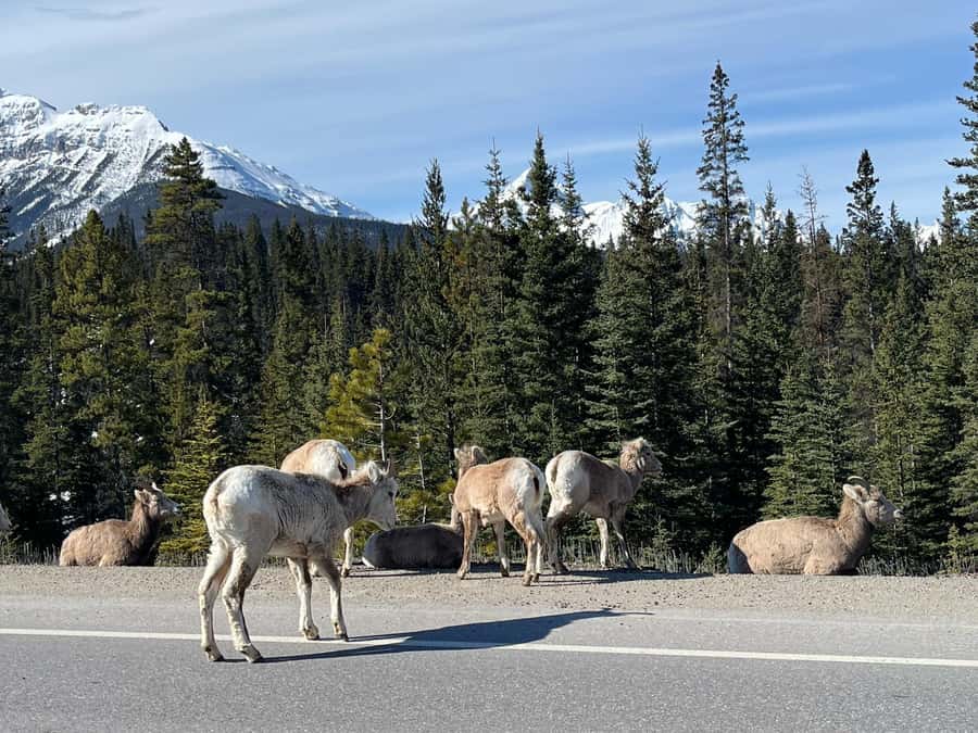 Louise,Moraine/Johnston Canyon,Emerald Lake, Banff/Gondola - Emerald Lake, a 30-minute taste of Yoho National Park
