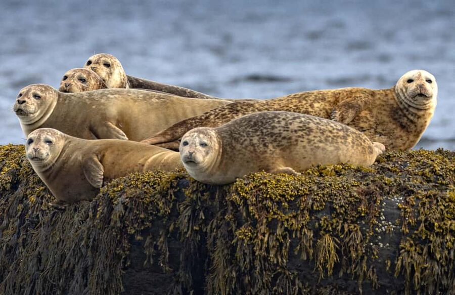 Lunenburg: Zodiac Wildlife Tour with Naturalist Guide - Leaving Lunenburg for the Atlantic coast