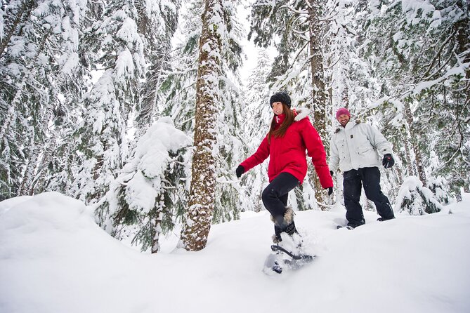 Medicine Trail Snowshoe Tour - Following the Medicine Trail Through Giant Trees