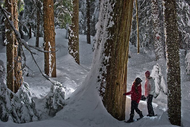 Medicine Trail Snowshoe Tour - Is the $117.49 Price Good Value?