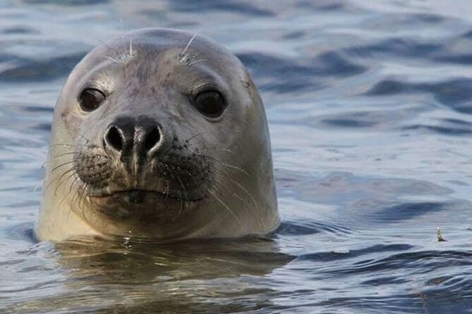 Meet The Seals Boat Tour - Travel by boat to a Secret Seal Cove - Leaving from the Town of Pictou Wharf