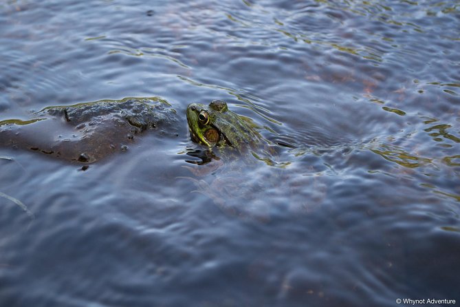 Mersey River Quickie Adventure - 2 Hours - Planning your noon start at Kejimkujik