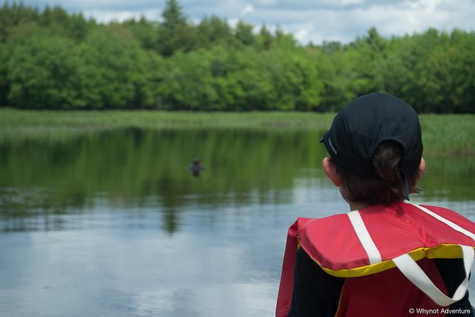 Mersey River Quickie Adventure - 2 Hours - Wildlife to watch for on calm water
