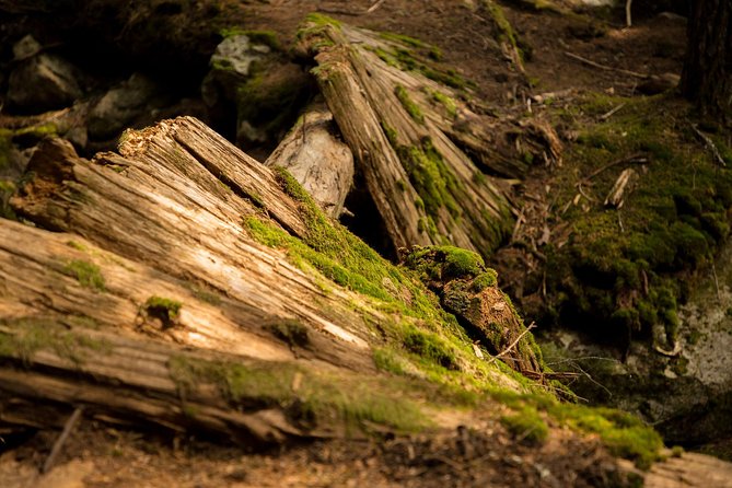 Mesmerizing Nature Walk in Lynn Canyon Park - Practical details before you book