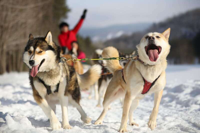 Mont-Tremblant: Guided Dogsledding Tour with Hot Chocolate - One hour through pine forest and valley trails