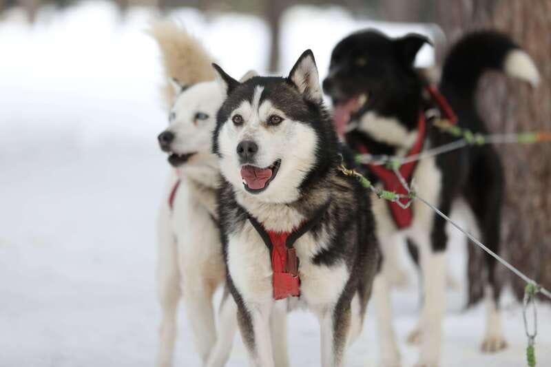 Mont-Tremblant: Guided Dogsledding Tour with Hot Chocolate - Who will enjoy this tour most?